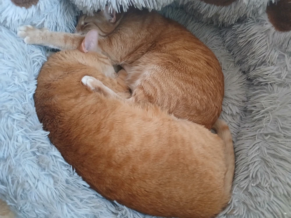Cat-a-strophe 上傳的 GIF