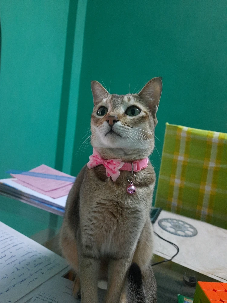 I-upload ni Banasree ang larawan