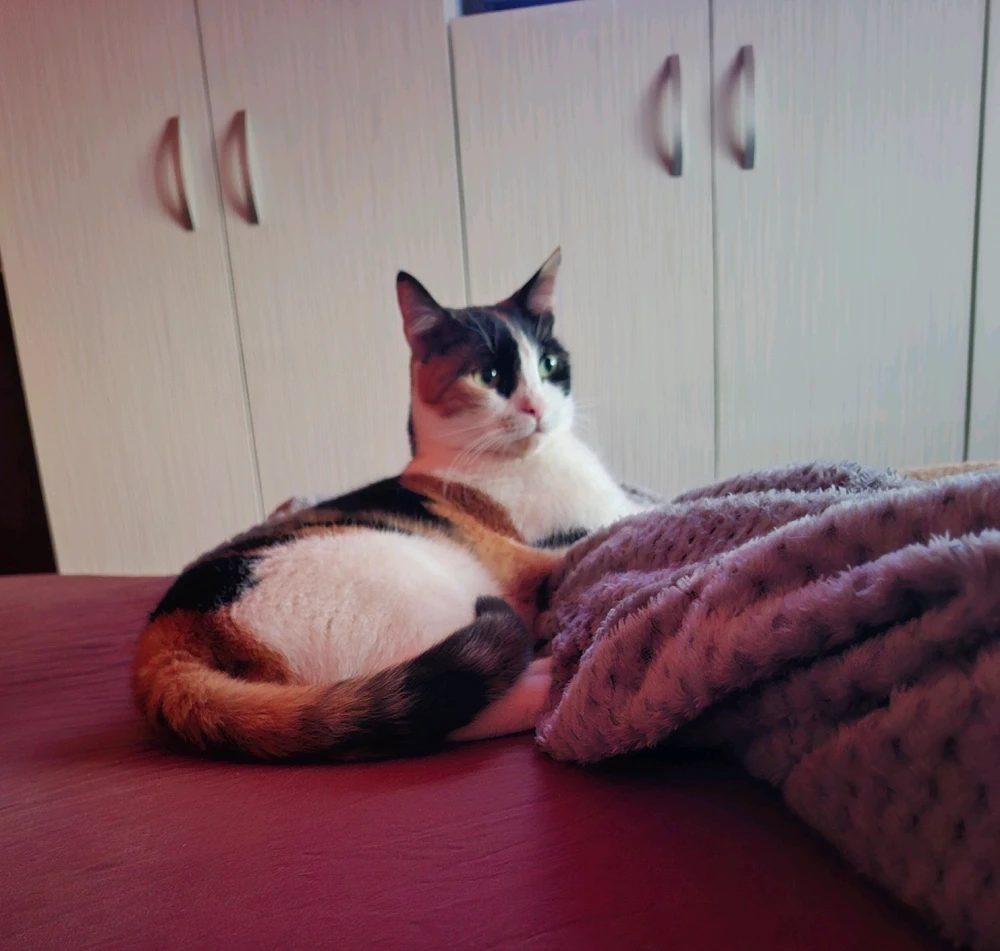 GIF încărcat de Korin