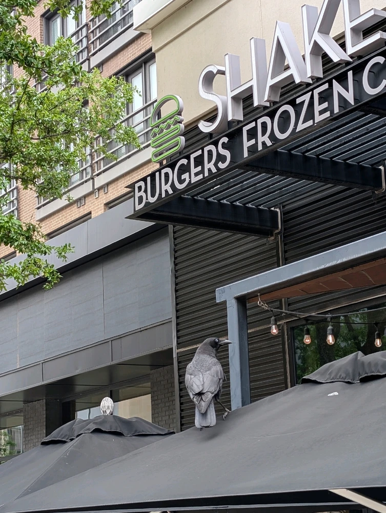 Image uploaded by Raven