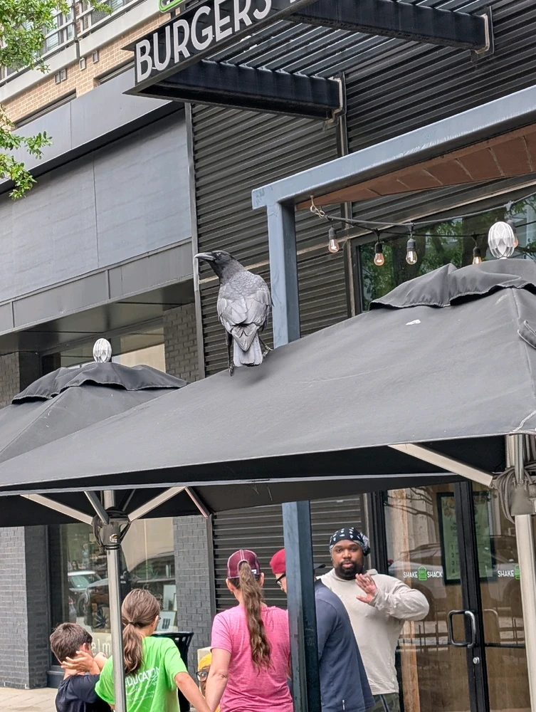 Image uploaded by Raven