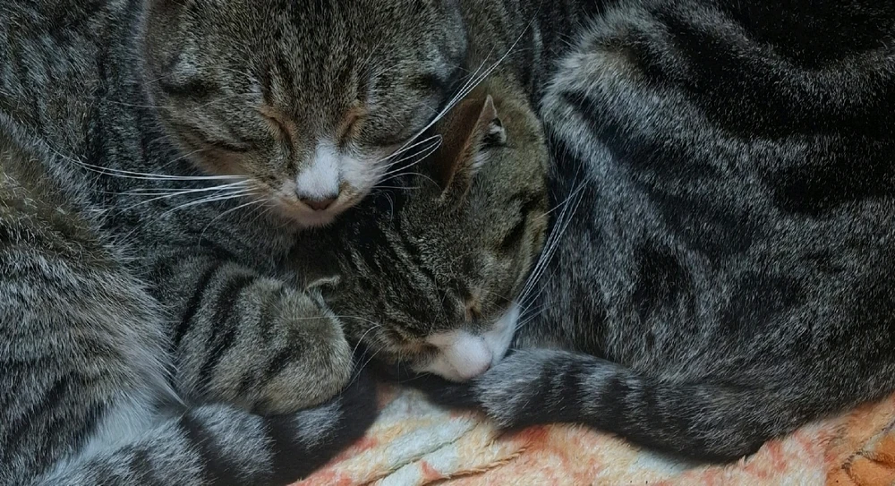 GIF enviado por Marcos