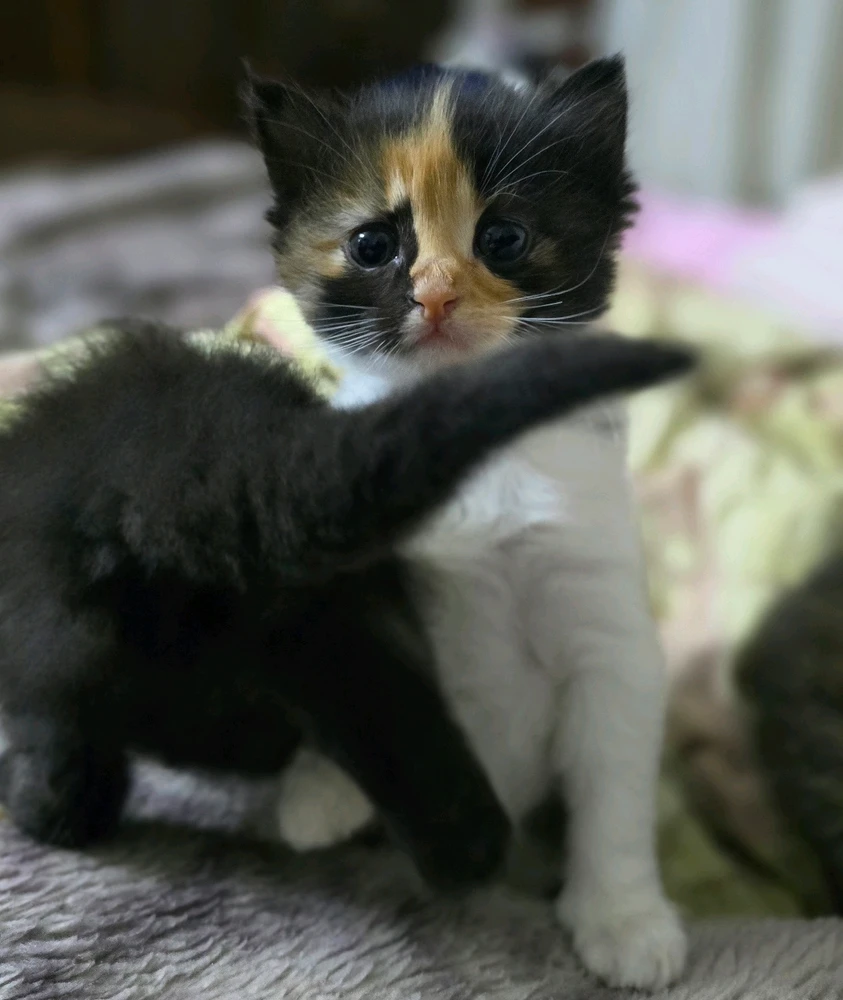 R上传的GIF