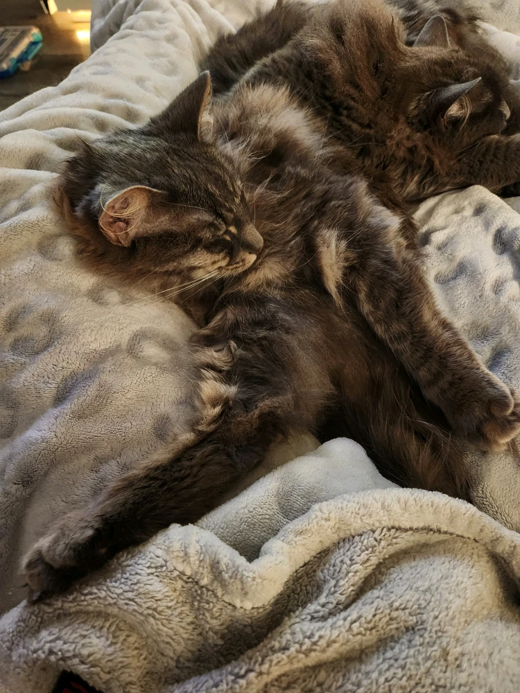 GIF uploaded by Cailyn
