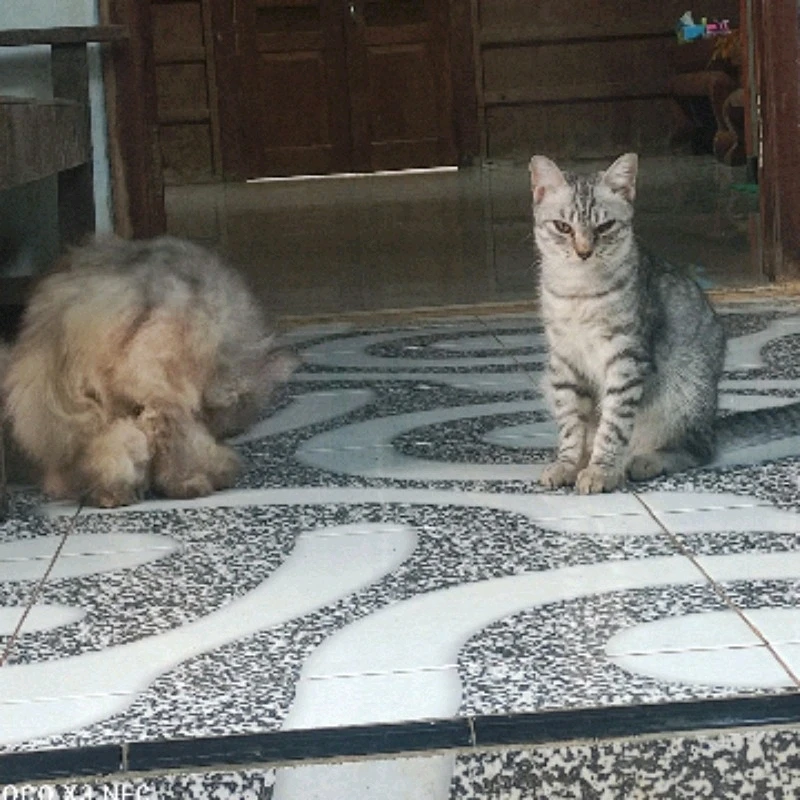 GIF diunggah oleh cuya