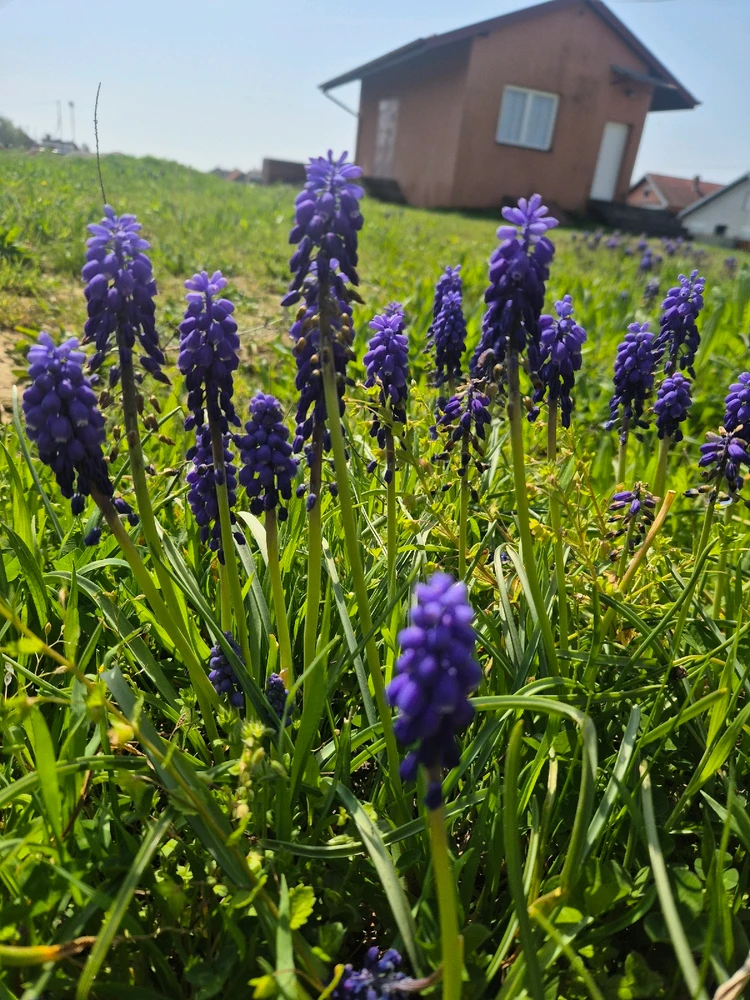 GIF učitao/la Ljubo