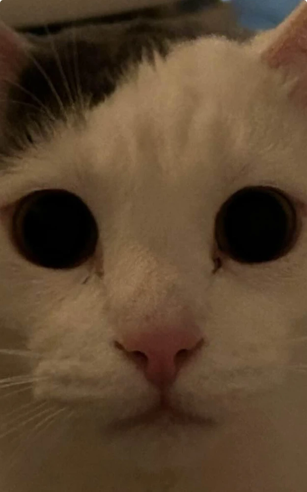 GIF uploaded by Nikolai