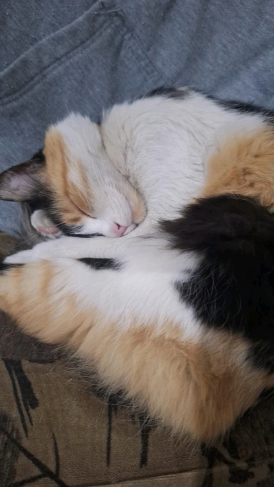 GIF subido por Susana