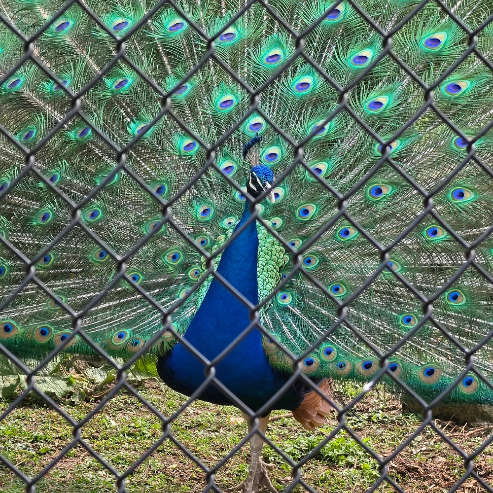 Image uploaded by Rick