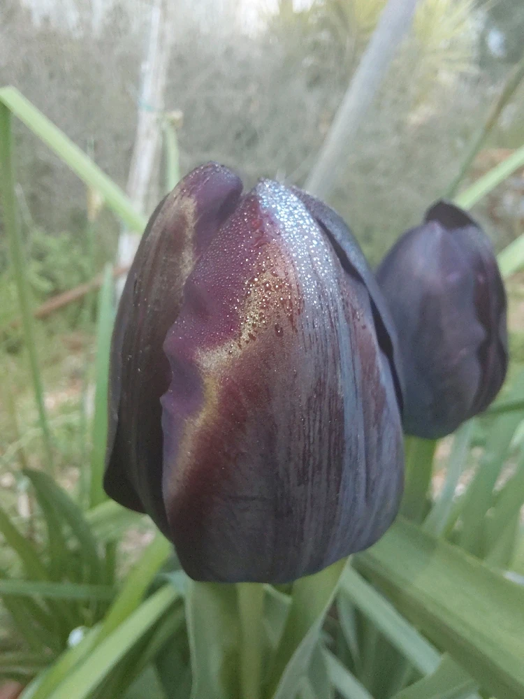 תמונה שהועלתה על ידי Dar