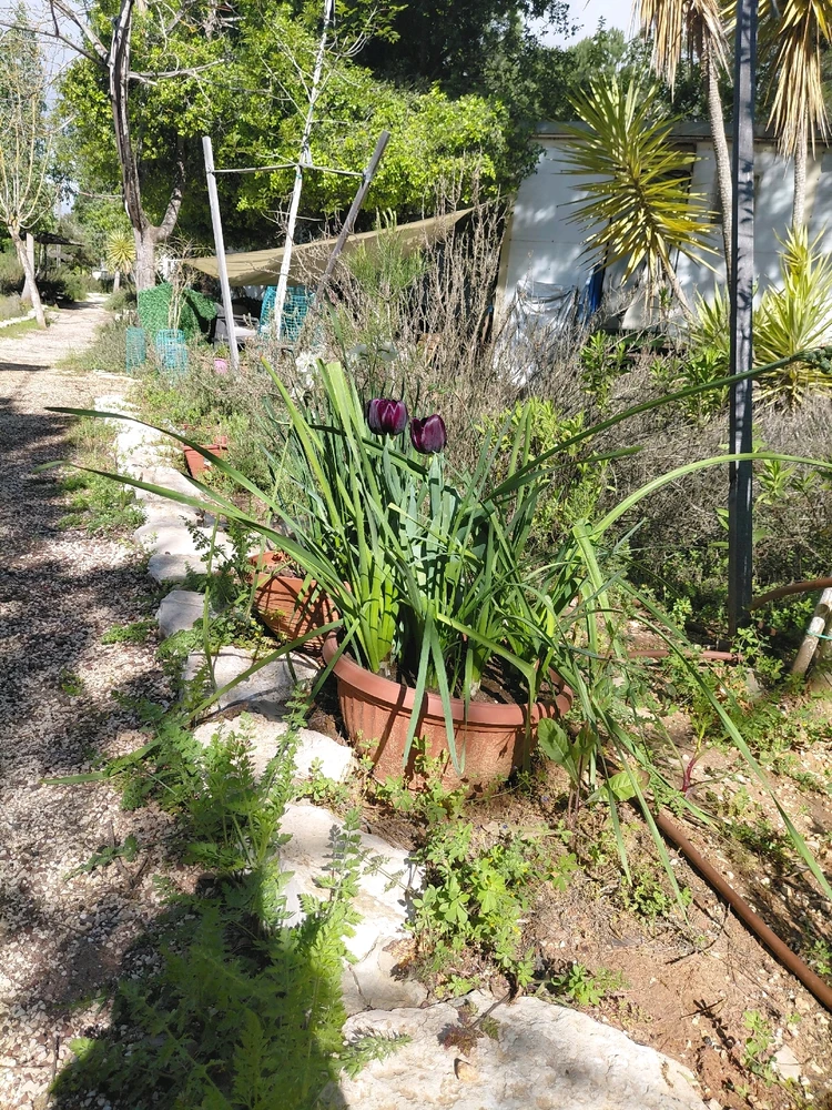 תמונה שהועלתה על ידי Dar