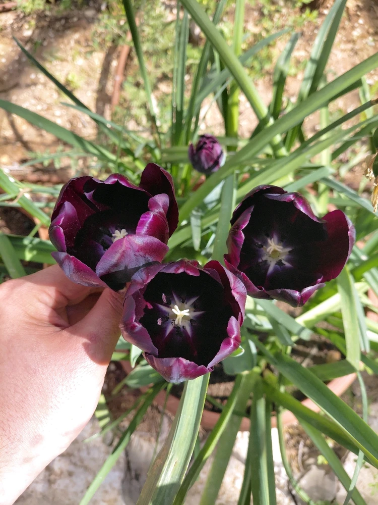 תמונה שהועלתה על ידי Dar