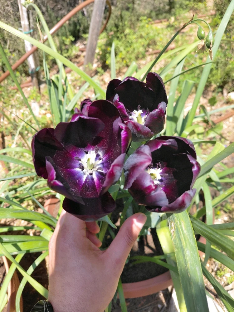 תמונה שהועלתה על ידי Dar