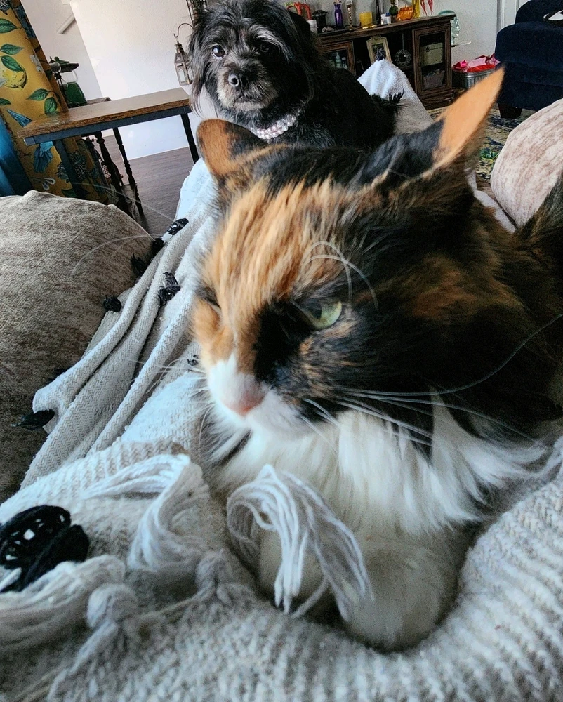 GIF uploaded by Tiffani