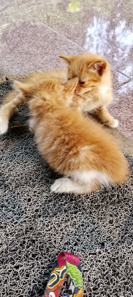 GIF diunggah oleh Tessa