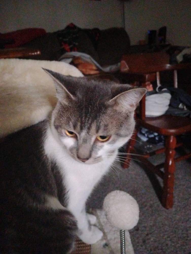 GIF uploaded by Cam