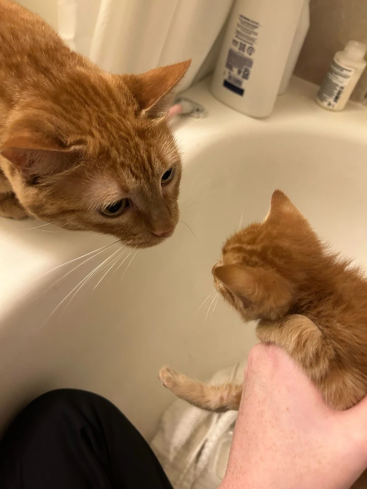 GIF uploaded by Iago