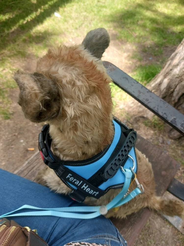 Image uploaded by Mermi