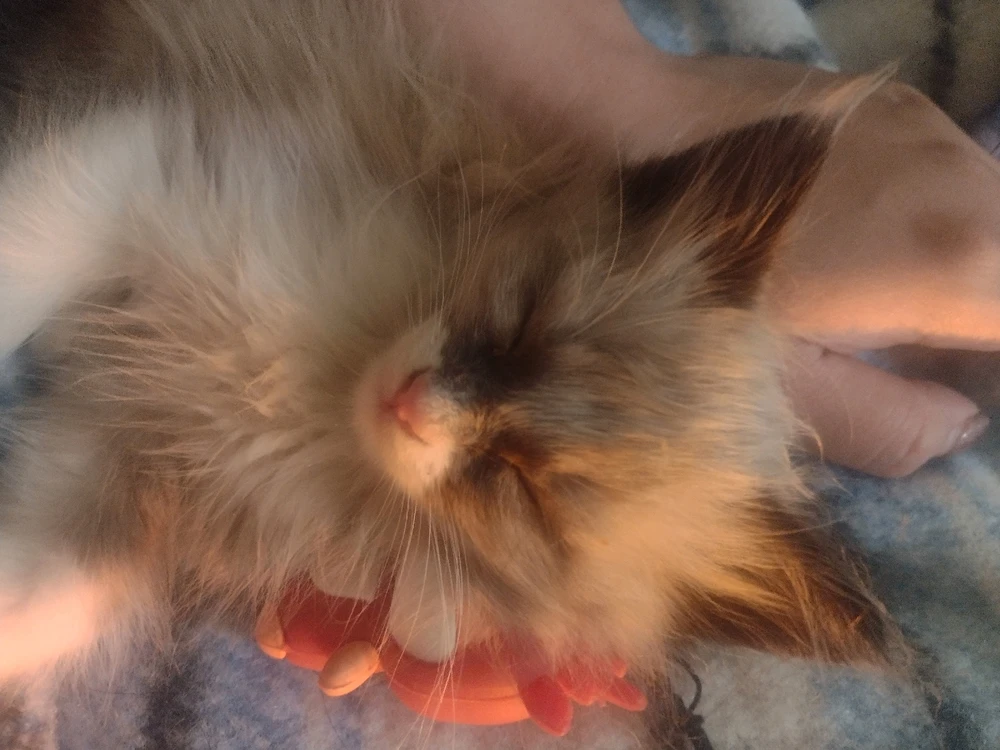 GIF uploaded by Kemi