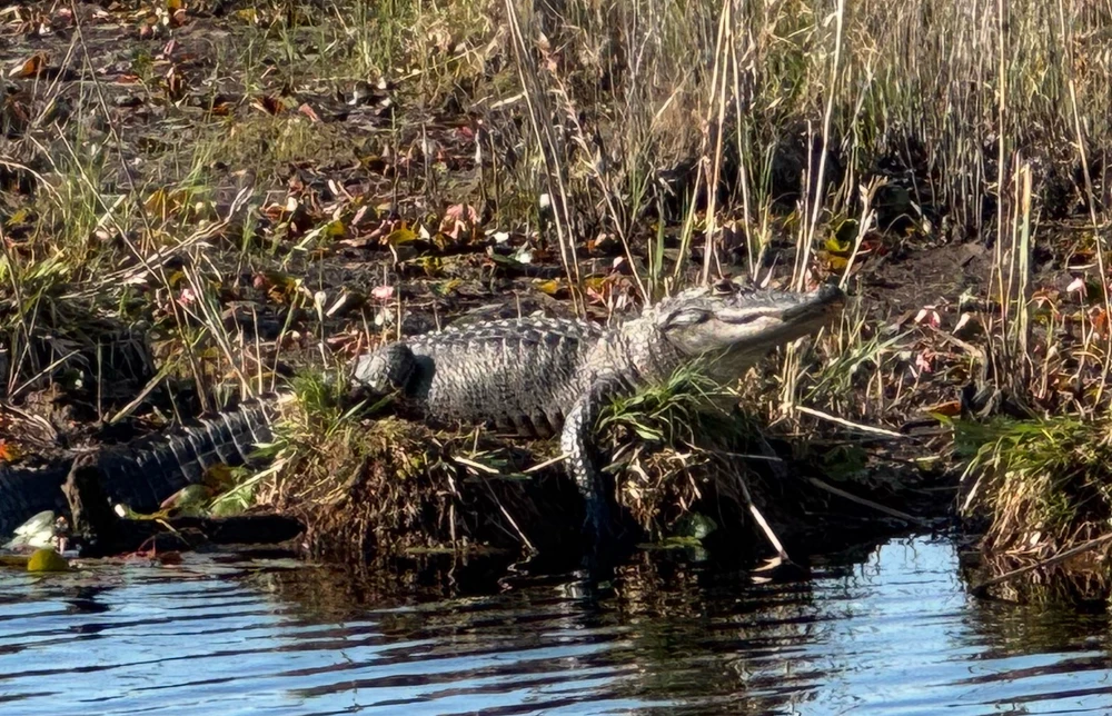 GIF uploaded by Josh