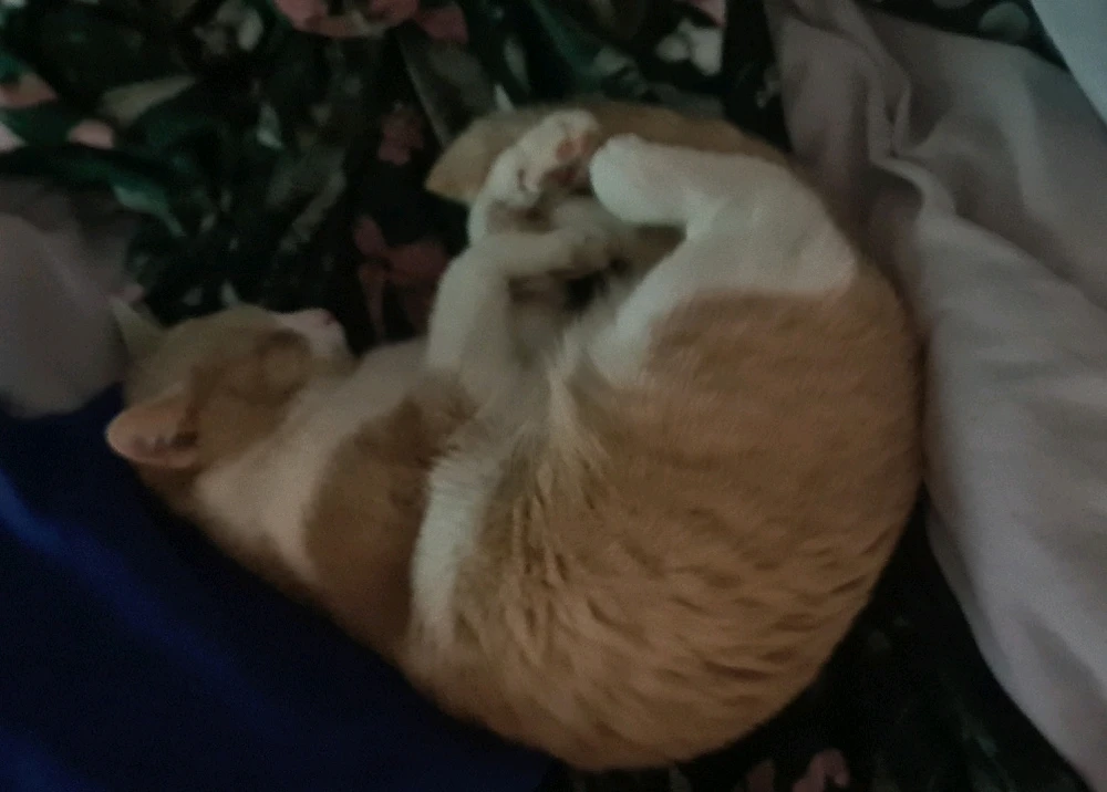 GIF uploaded by Едуард