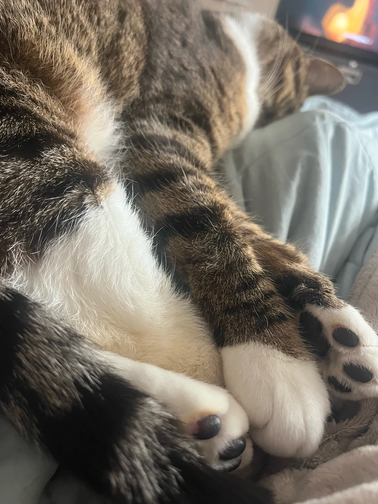 GIF uploaded by Starlite