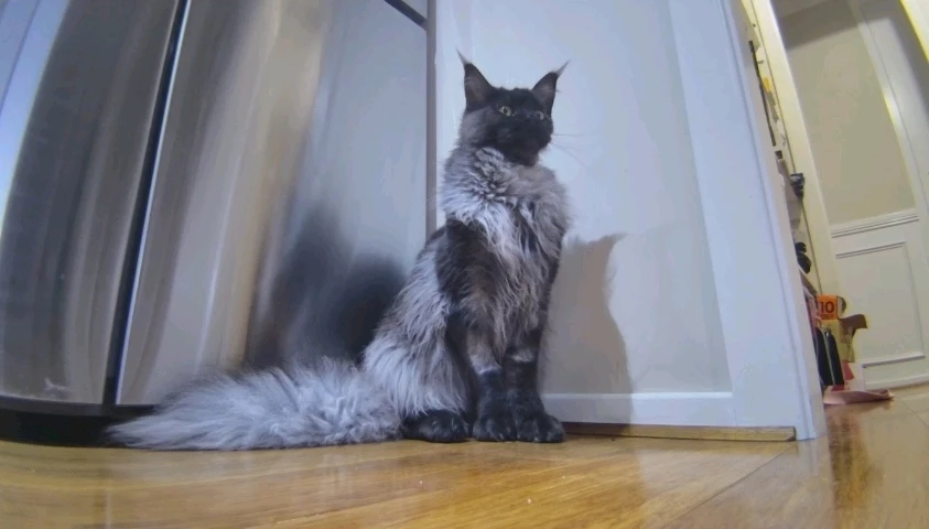 GIF uploaded by Jacob