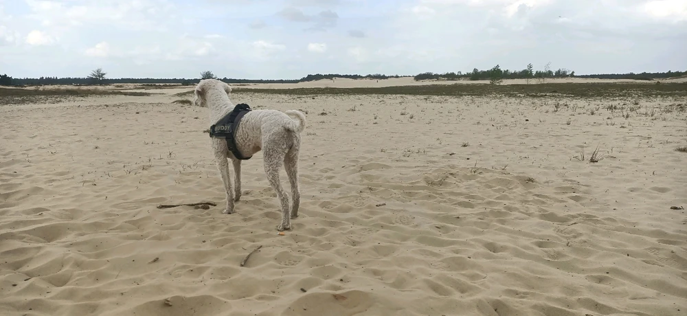 Afbeelding geüpload door Tom
