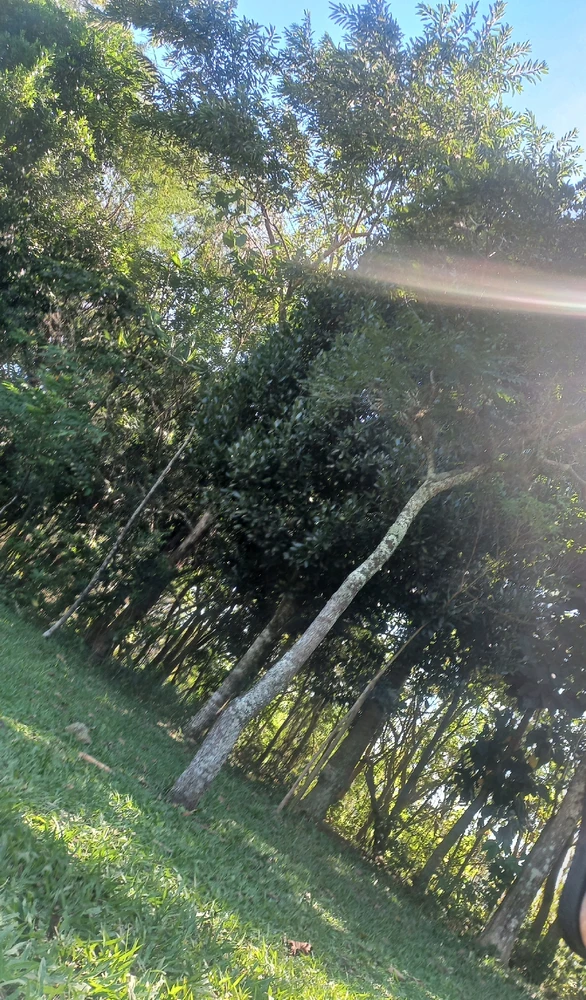 Imagem enviada por Lilian Porche