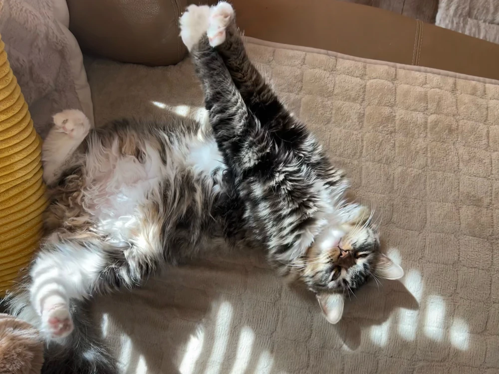 GIF uploaded by Emi