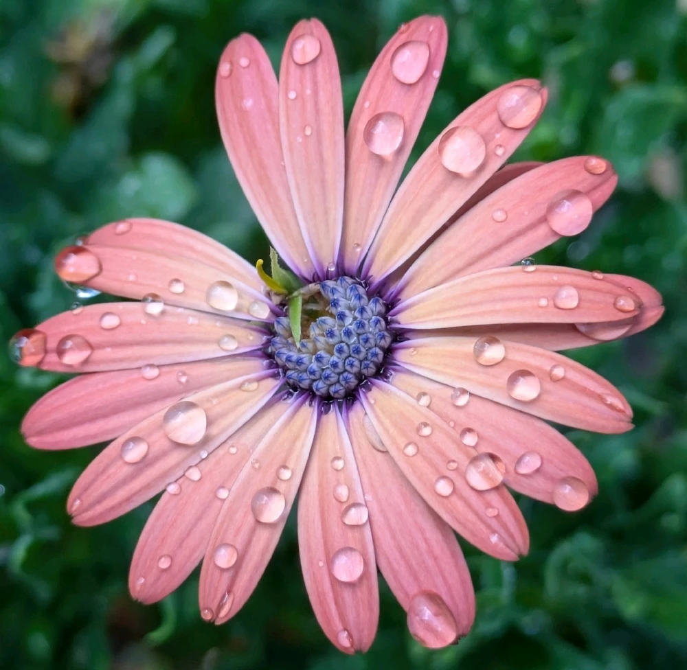 African Daisy