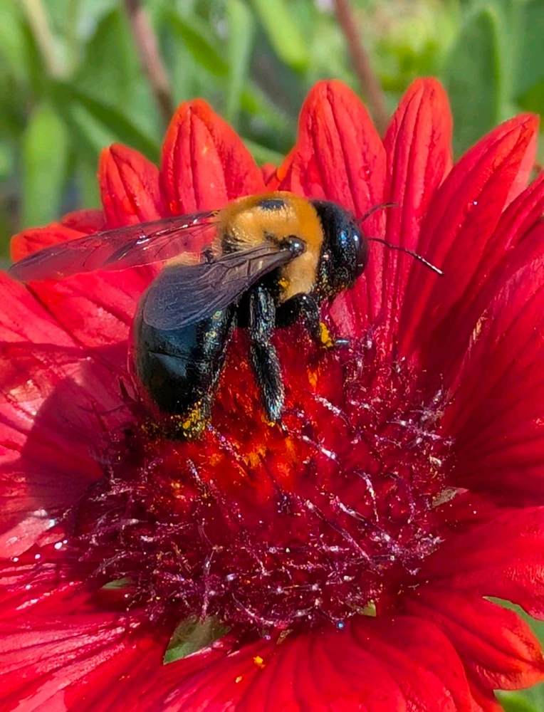 Carpenter Bee on a Blanket Flower
