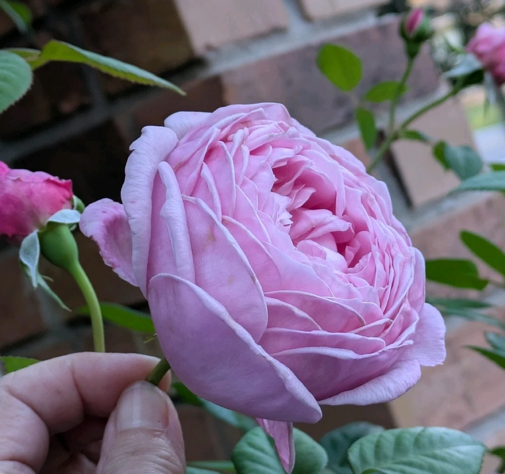 David Austin Rose "Spirit Of Freedom".