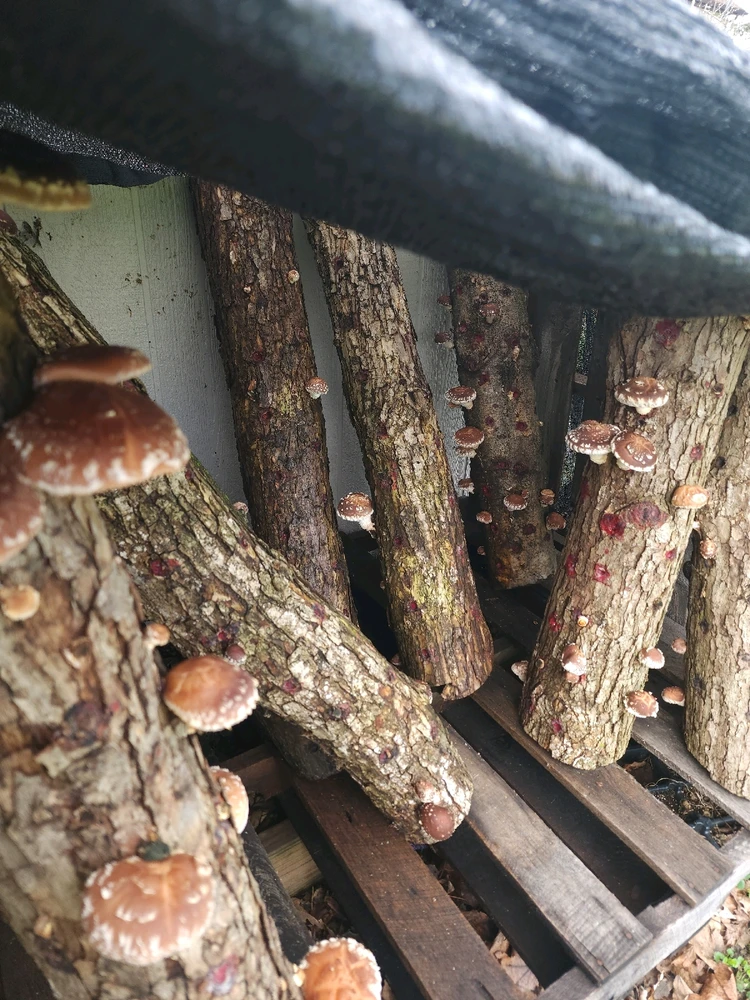 Image uploaded by Brandon