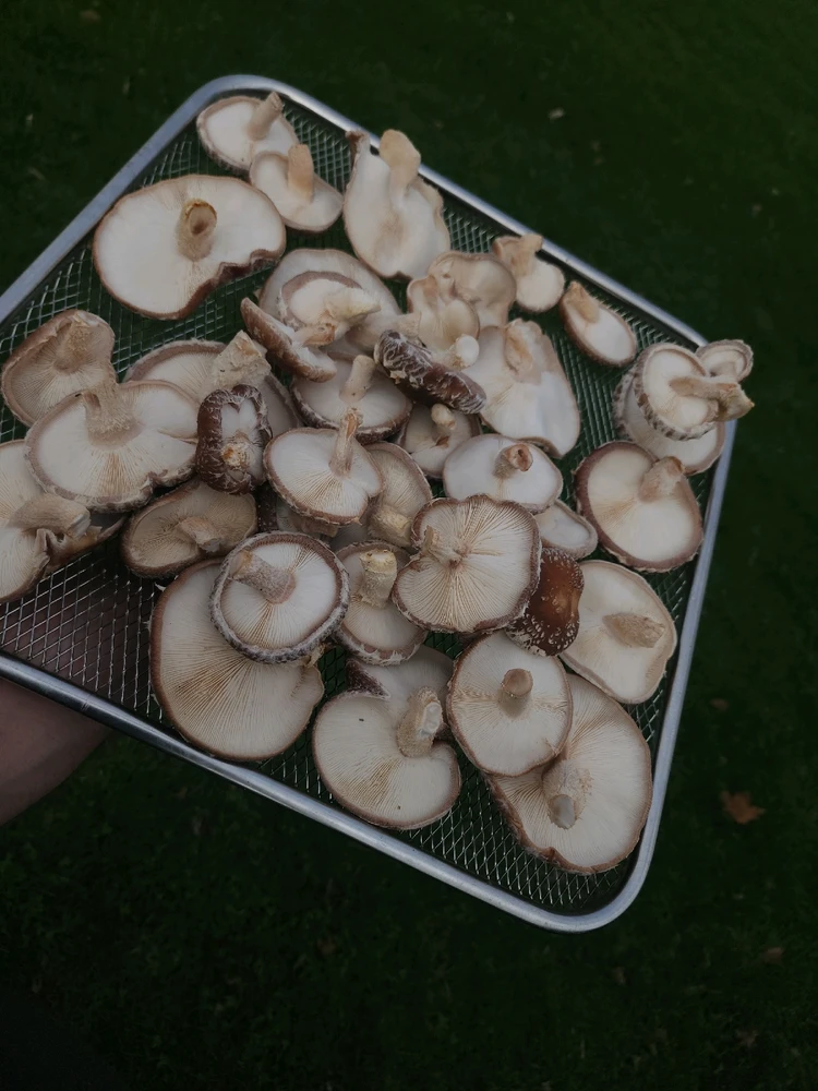 Image uploaded by Brandon