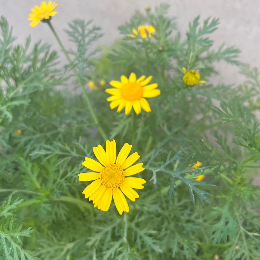 Image uploaded by Karwan