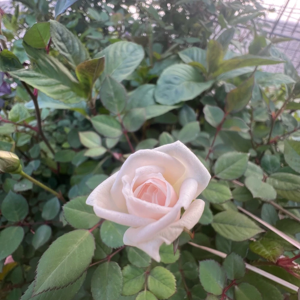 Image uploaded by Karwan