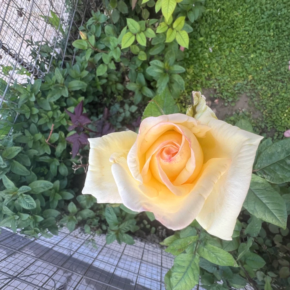Image uploaded by Karwan