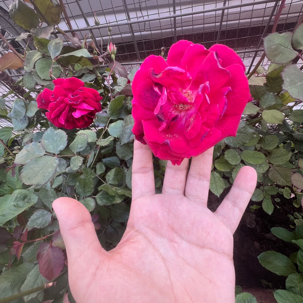 Image uploaded by Karwan