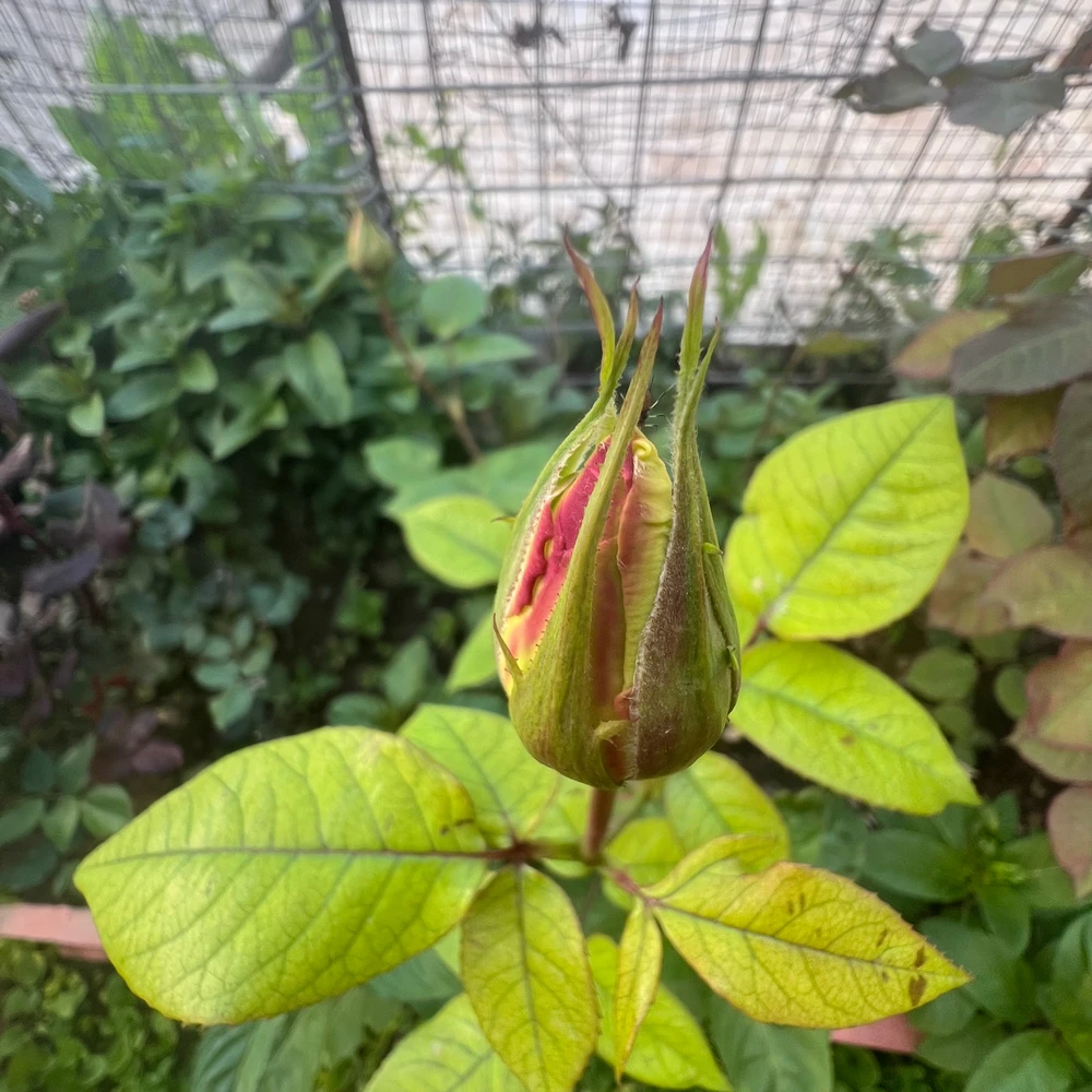 Image uploaded by Karwan