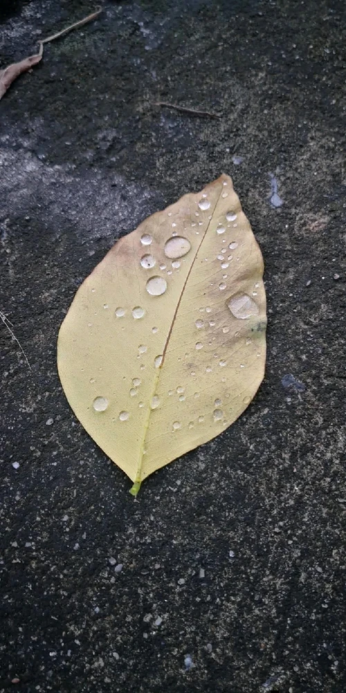 GIF uploaded by Kan(⁠≧⁠▽⁠≦⁠)カンイヤーeleanor