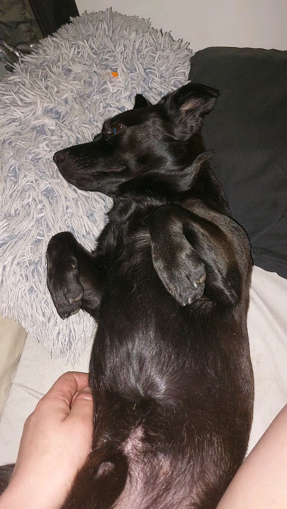 GIF-tiedoston lisäsi Elmo