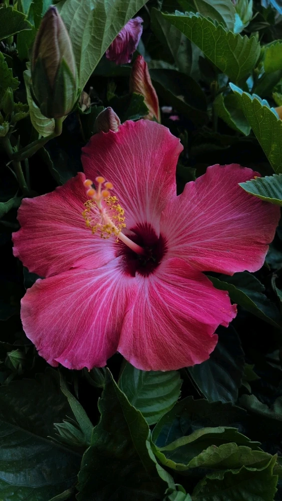 GIF uploaded by Phennix