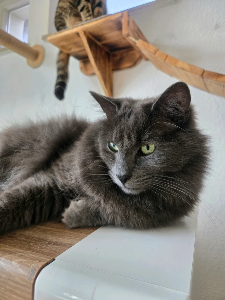 Diego aka schmeeg