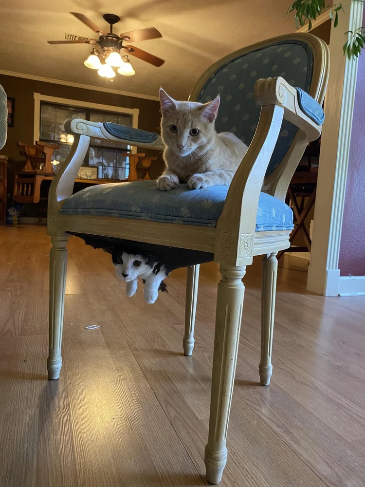 GIF uploaded by Iago