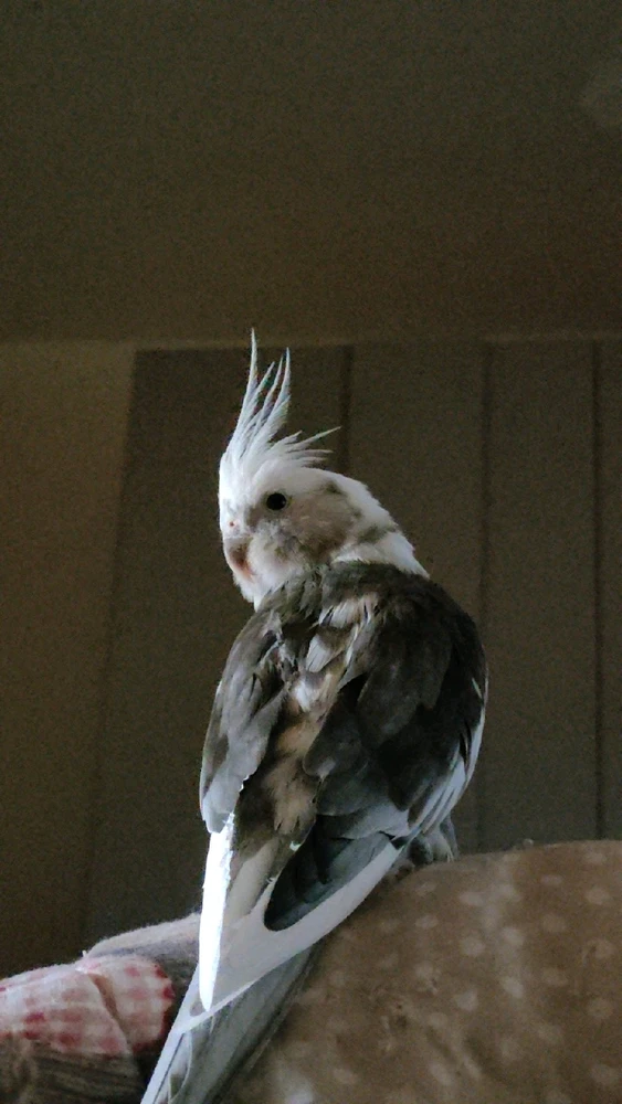 GIF caricata da Mekany