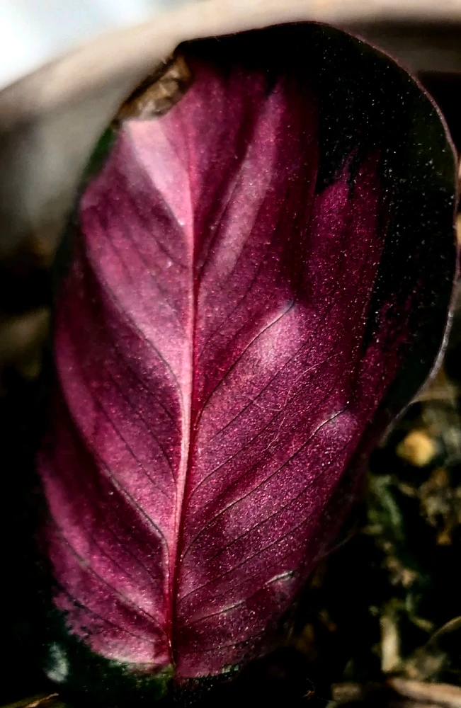 GIF uploaded by Chris