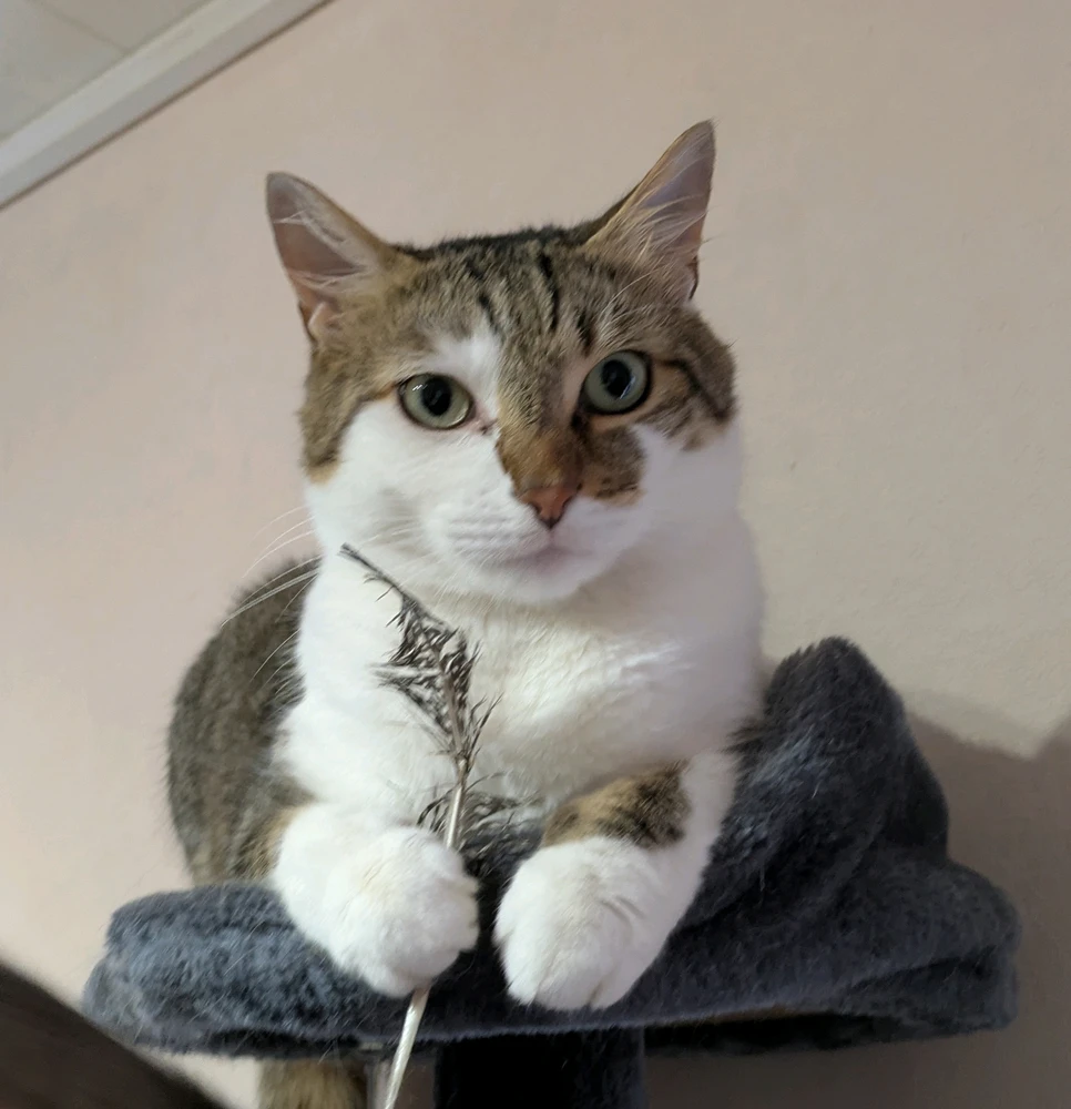 GIF hochgeladen von Izzy