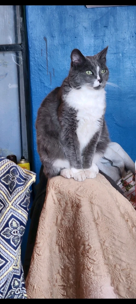 Misi