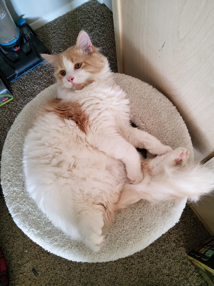 GIF uploaded by Cord